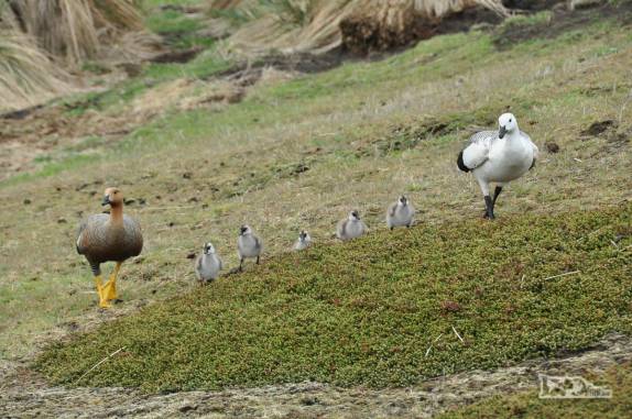 Um casal de upland gueese caminha com seus filhotes em Carcass Island, no noroeste das Ilhas Malvinas